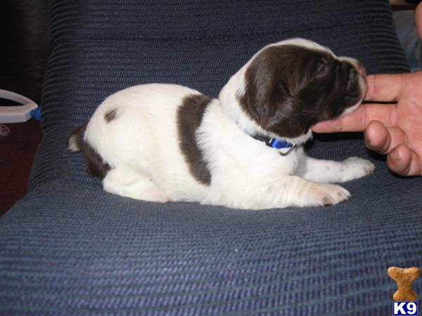 Brittany Puppies